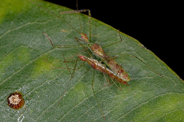 Paar volwassen Assassin Bugs of the Tribe Harpactorini copulerend