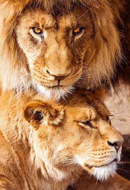 Foto paar volwassen lions predators liefde en zorg