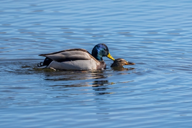 Paar wilde eend copuleren in het natuurpark van de moerassen