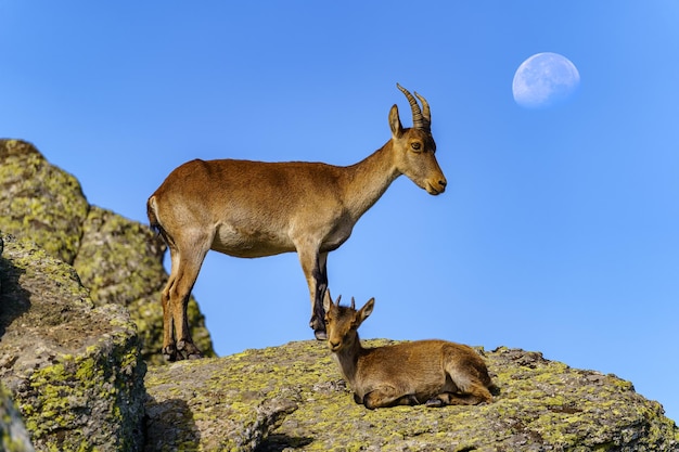 Paar wilde Spaanse geiten klom naar een rots met de maan op de achtergrond op de blauwe lucht Guadarrama Madrid