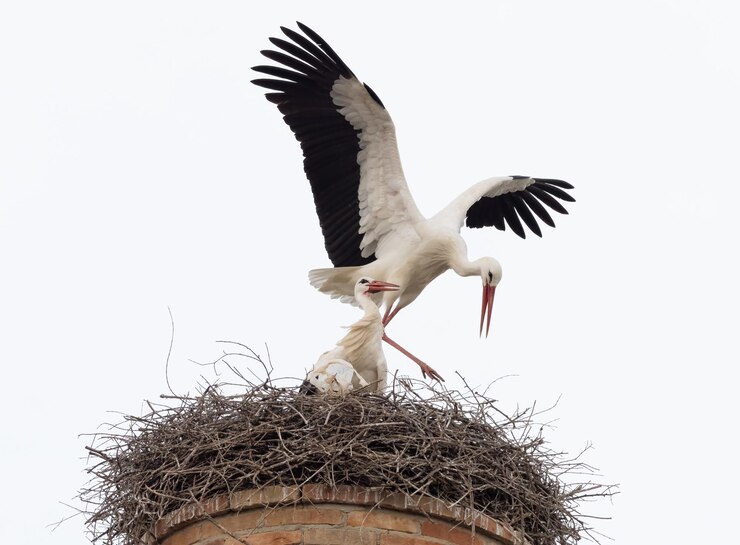 Paar witte ooievaars Ciconia ciconia in het nest in een oude toren