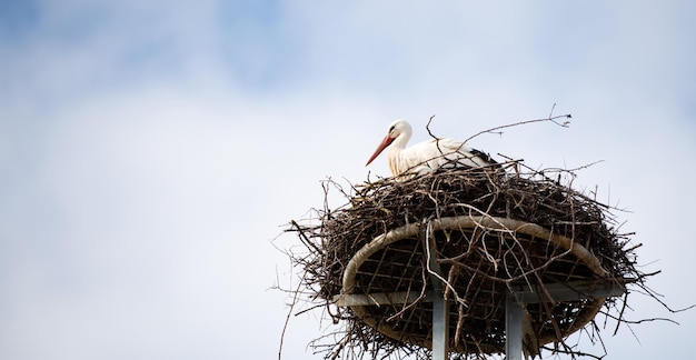 Paar witte ooievaars op het nest ooievaartbroed in de lente ciconia Alsace Frankrijk Oberbronn