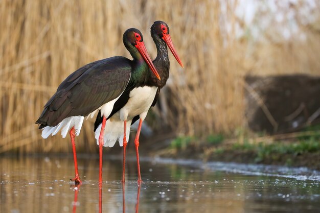 Paar zwarte ooievaars die zich in het moerasland in de lente bevinden