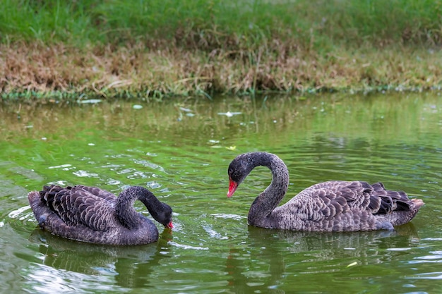 Paar zwarte zwanen