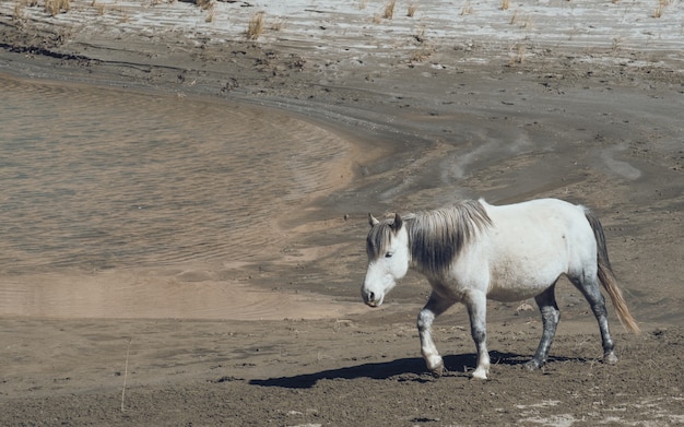 Paard bij de rivier