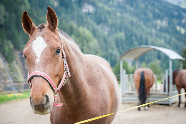 Paard close-up