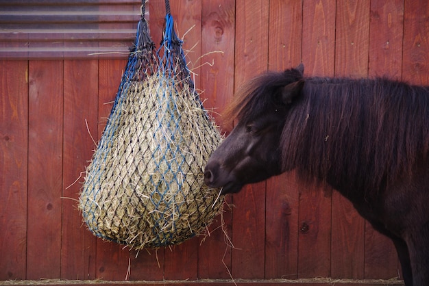 Foto paard dat aan hout hangt