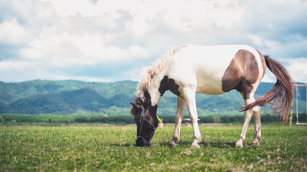 Paard dat gras op het gebied eet