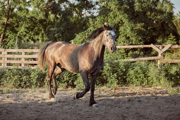 Paard dat in de zomer in de paddock op het zand loopt. Dieren op de boerderij.