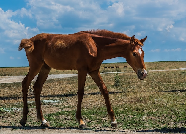 Paard dat in een gebied loopt.