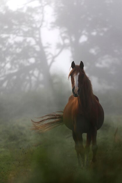 Foto paard dat in een veld staat en in de mist loopt