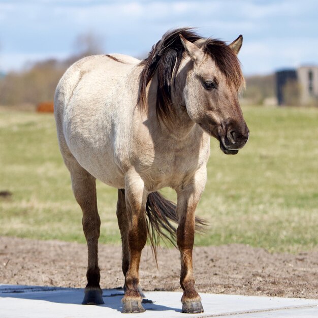 Foto paard dat in een veld staat