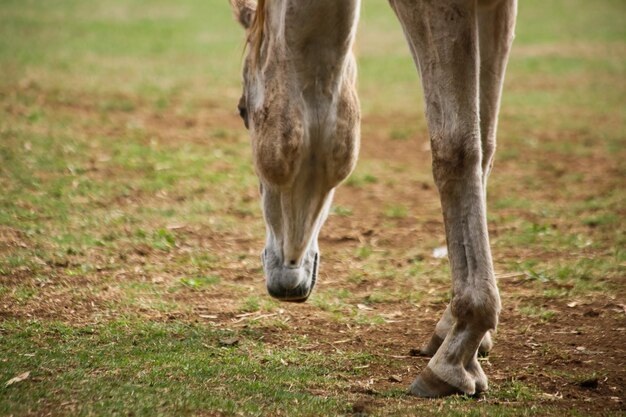 Foto paard dat in een veld staat