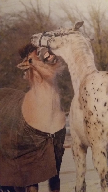 Foto paard dat in een veld staat