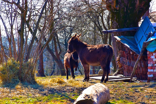 Paard dat in een veld staat