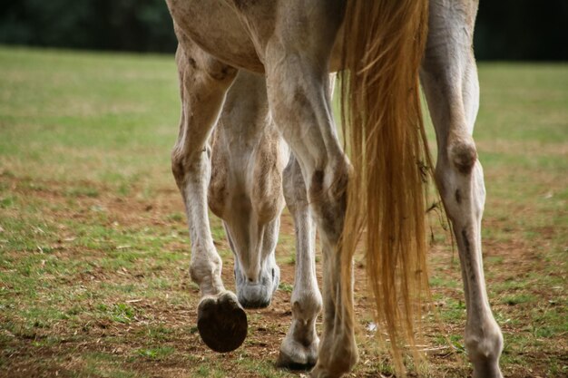 Foto paard dat in een veld staat