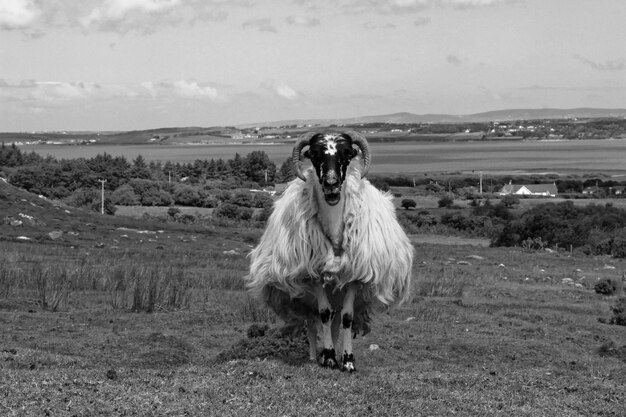 Foto paard dat in een veld staat