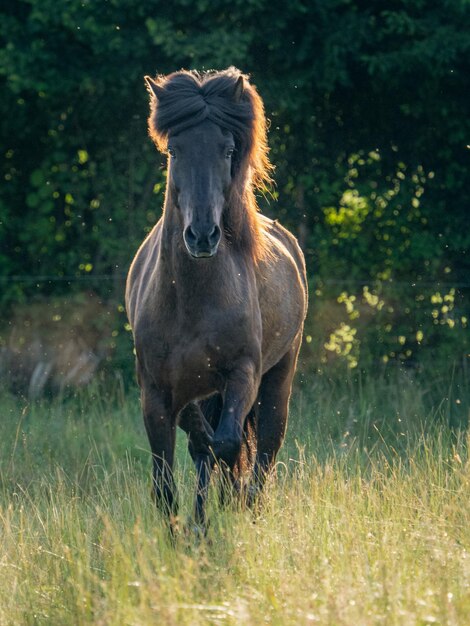 Paard dat in een veld staat