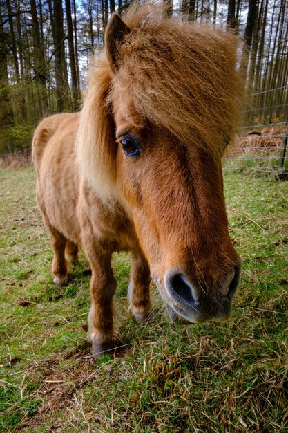 Foto paard dat in een veld staat