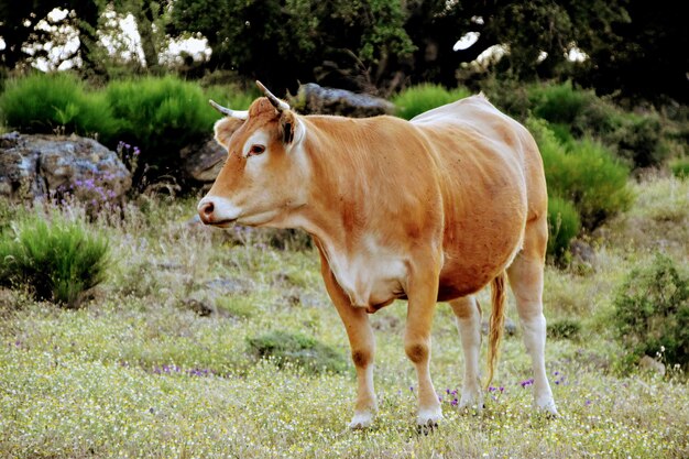 Foto paard dat in een veld staat