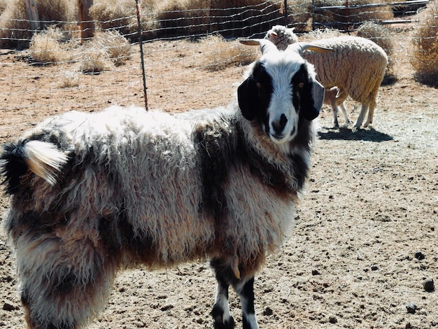 Foto paard dat in een veld staat