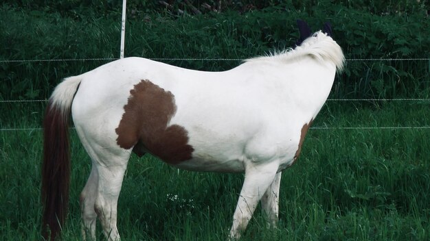 Foto paard dat in een veld staat