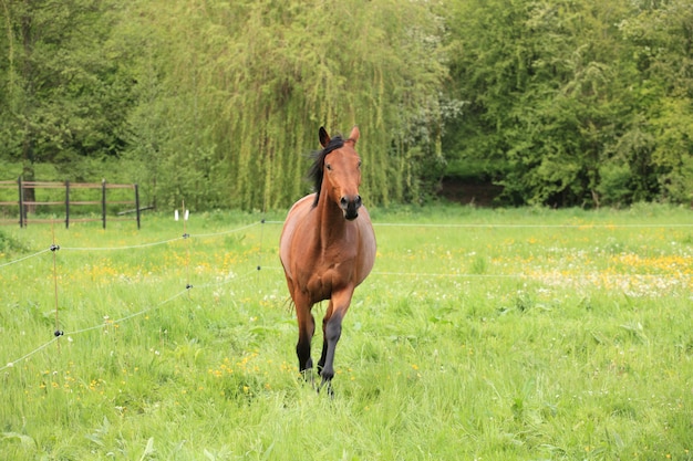 Paard dat in een weide in de lente galoppeert