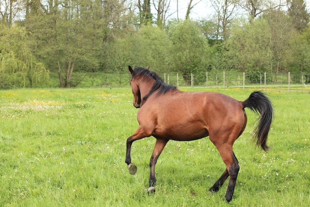 Paard dat in een weide in de lente galoppeert