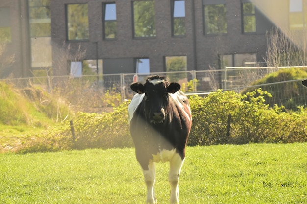 Foto paard dat in het veld staat