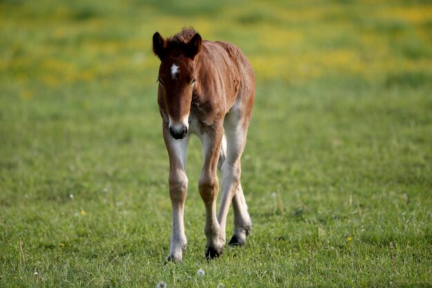 Foto paard dat in het veld staat