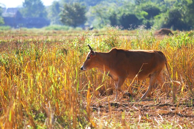 Paard dat in het veld staat