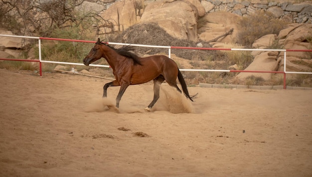 Foto paard dat op de ranch loopt.