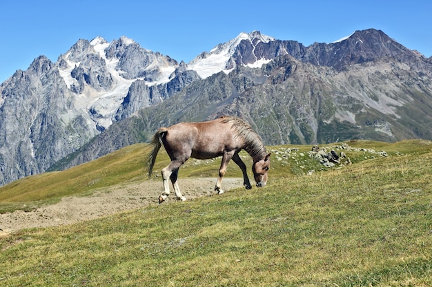 Paard dat op een van bergen weidt