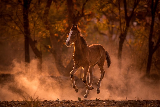 Paard dat op het veld loopt.