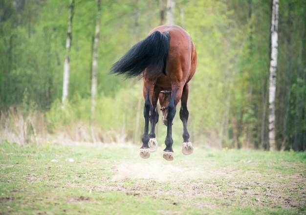 Foto paard dat op het veld loopt.