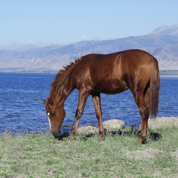 Paard dichtbij bergmeer