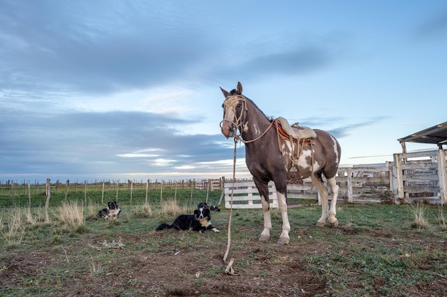 Paard en honden in een boerderij in Argentinië bij zonsondergang