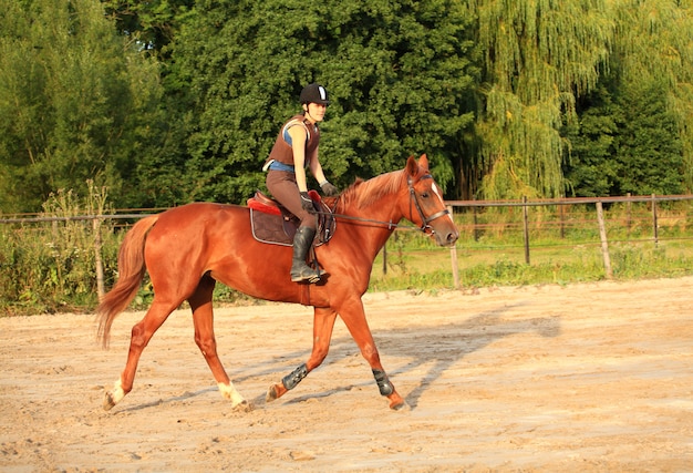 Paard en ruiter