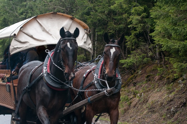 Paard en wagen passeren in de Poolse Tatra