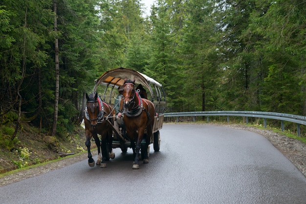 Paard en wagen passeren in de Poolse Tatra