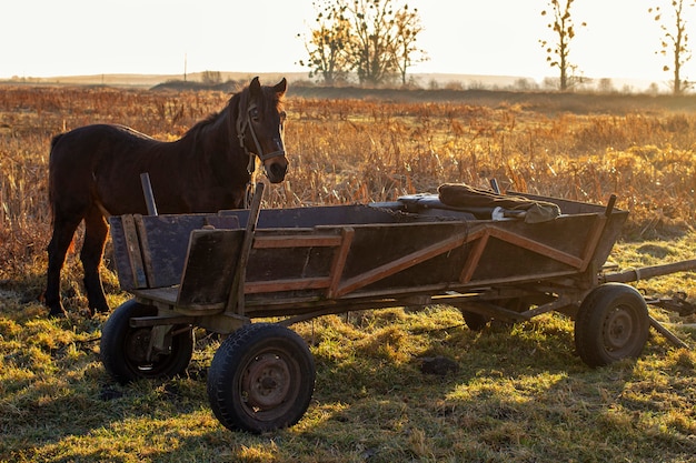 Paard en wagen tijdens zonsondergang