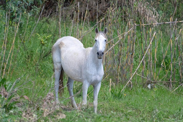 Paard (Equus ferus caballus) Malaga, Spanje