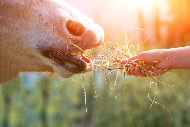 Paard eten uit de hand