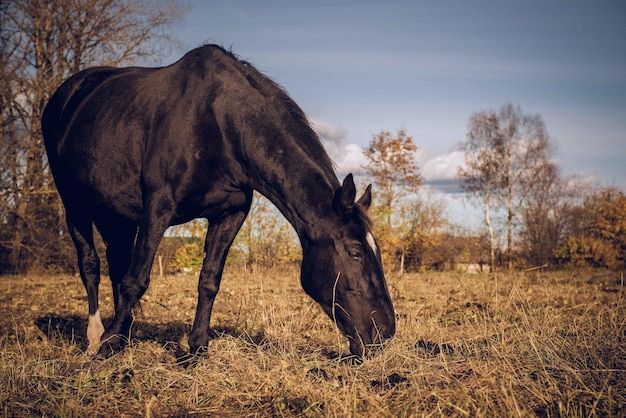 Paard graasend op het veld tegen de lucht