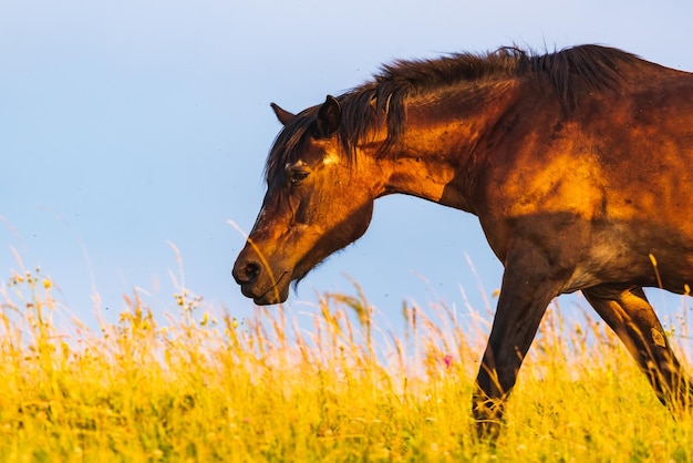 Paard graast in het wild op een veld