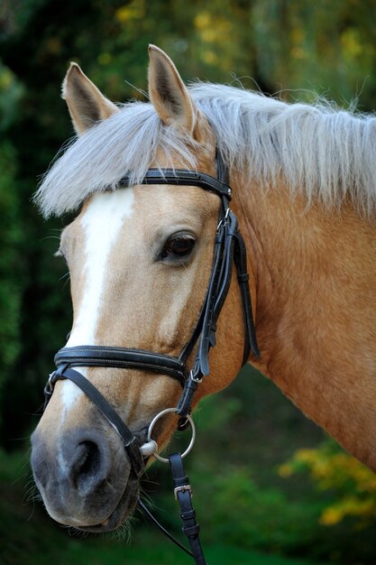 Paard hoofd portret in harnas close-up.