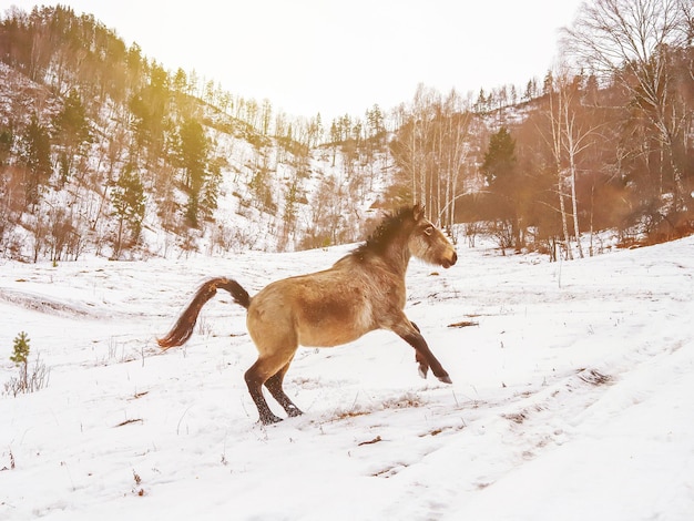 Paard in de bergen winter