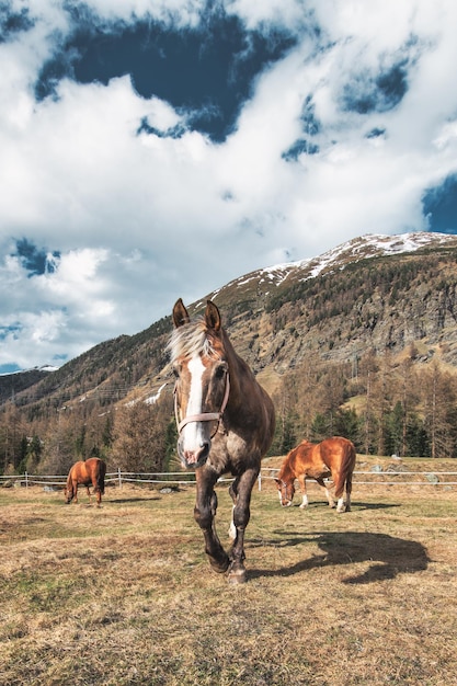 Paard in de bergen.