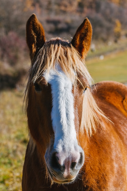 Paard in de bergen