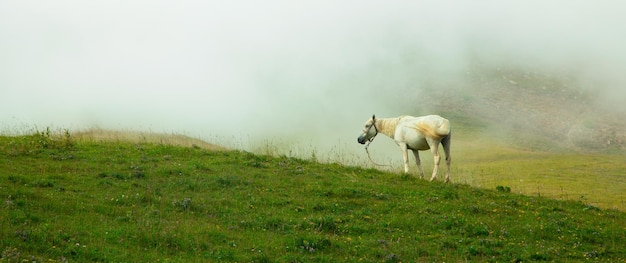 Paard in de natuur Zomertijd